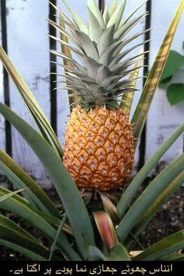 اعجاز نرسری فارم میں ہر قسم کے پھلدار درخت  فروٹ والے پودے 6