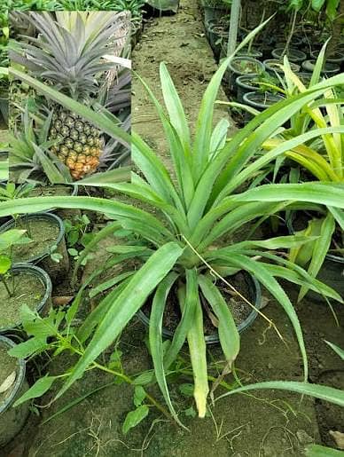 اعجاز نرسری فارم میں ہر قسم کے پھلدار درخت  فروٹ والے پودے 7