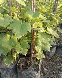 اعجاز نرسری فارم میں ہر قسم کے پھلدار درخت  فروٹ والے پودے 8