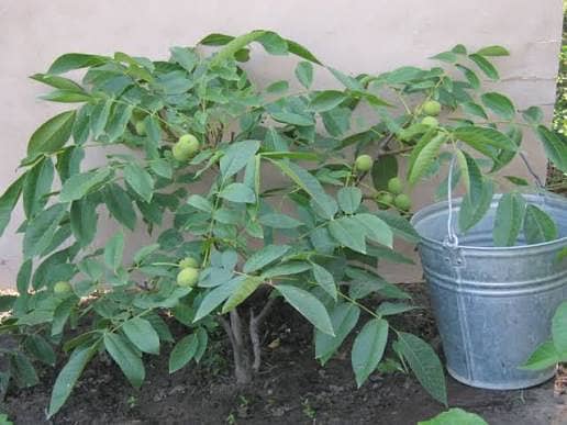 اعجاز نرسری فارم میں ہر قسم کے پھلدار درخت  فروٹ والے پودے 9