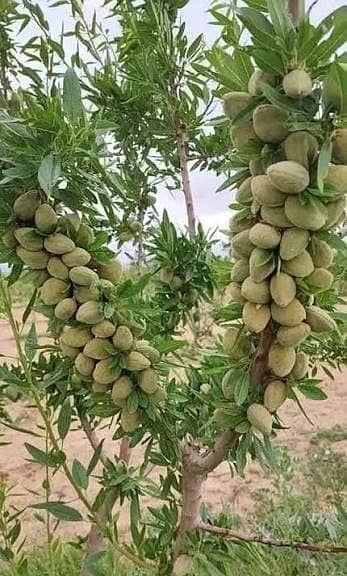 اعجاز نرسری فارم میں ہر قسم کے پھلدار درخت  فروٹ والے پودے 10