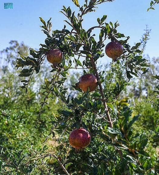 اعجاز نرسری فارم میں ہر قسم کے پھلدار درخت  فروٹ والے پودے 13