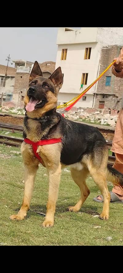 Alshesion bhagyary male age 12 month sequrty train for sale