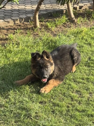 Heavy Bone Double coat GSD