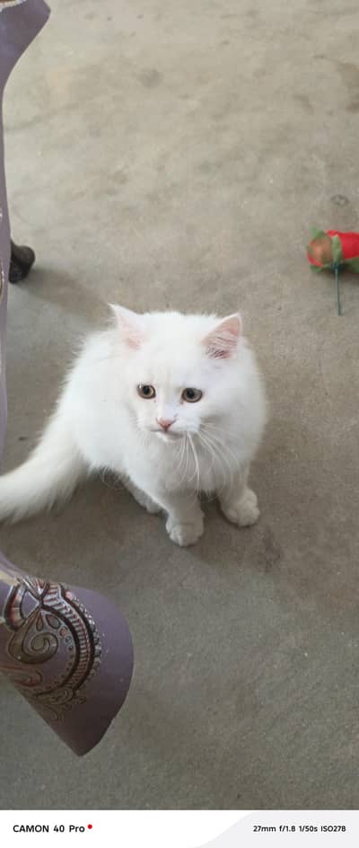 a beautiful caat for sale