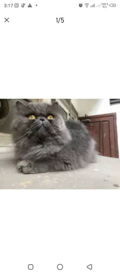 exotic/peki/Big round eye/Long, fluffy coat/Round face/small ears/nose