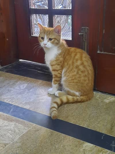 Persion Cat -8 Months Old