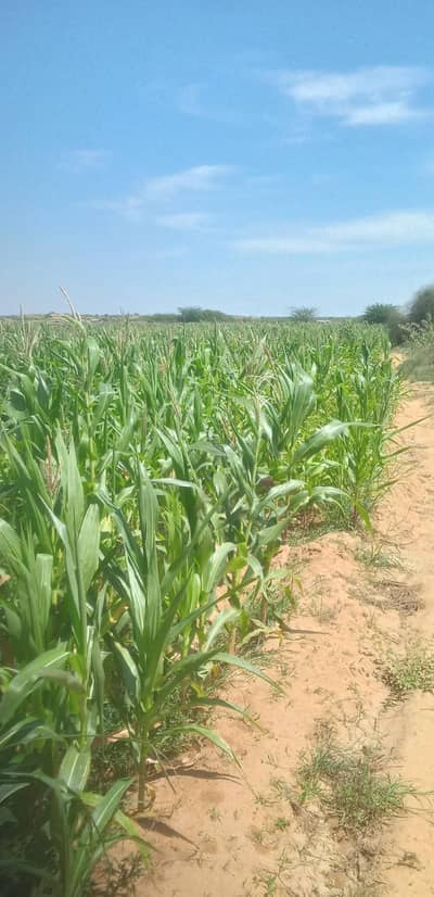 ڈھا بھیجی ابرہیم گھوٹھ ۔  مکئ کا ہرا چارہ برائے فروخت