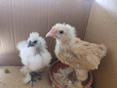 Chickens for sale