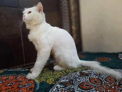Persian Cat