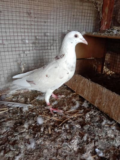 home breed male female or pathy