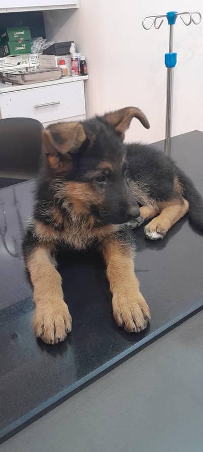 fimaile for sle bilkull ok