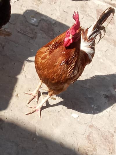 Golden misri Urgent sale 15000