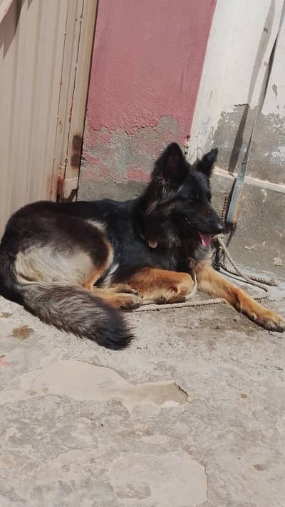 active and healthy full security