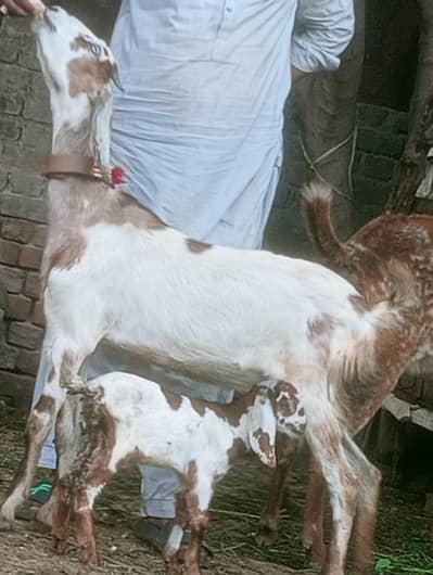 Dasi bachy wali Bakri Sath 1 female bacha