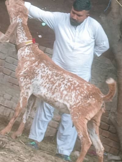 makhi Chini Confram Gaban Phat Sale