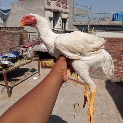 Healthy Shamo Aseel Chick for Sale