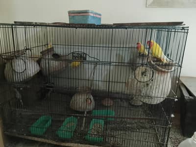 cocktail and love birds