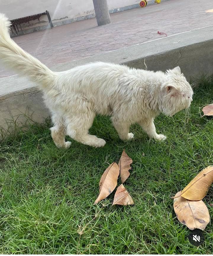 Persian triple cod 1