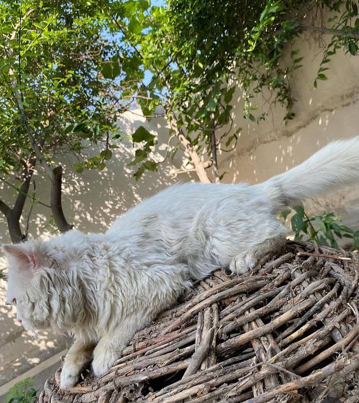 Persian triple cod 2