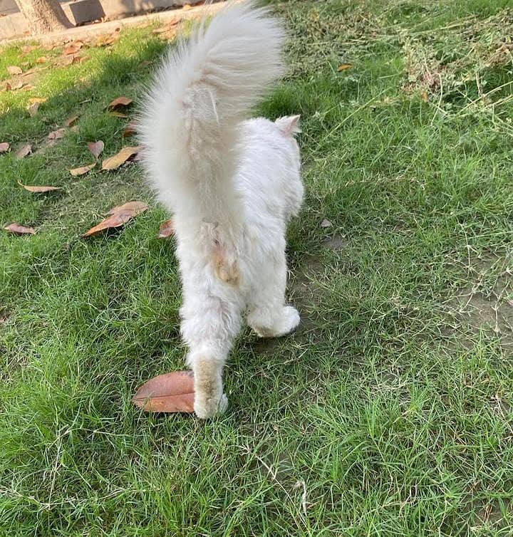 Persian triple cod 3