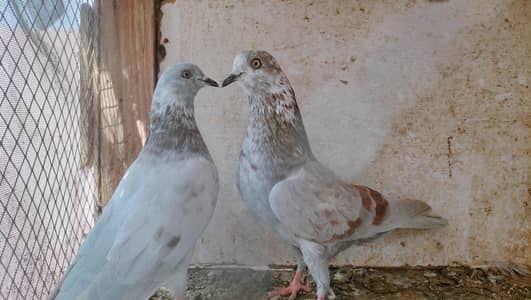 35 waly batyry, ferozpuri dewbndi, makwa, lakhay