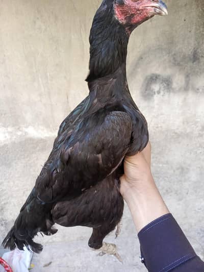 Aseel murgi with 3 chiks