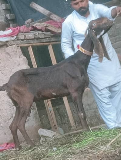 Nagra Confram 100 percent pregnut phat