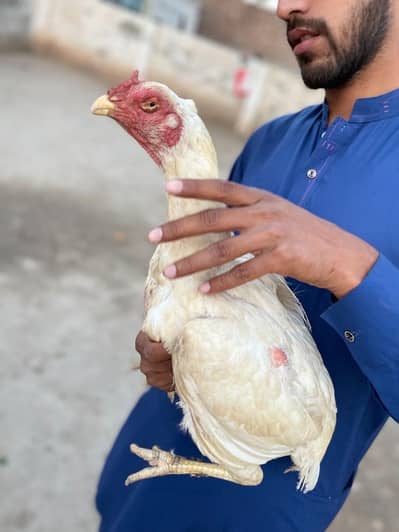 top quality Heera female