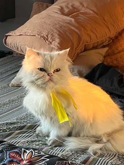 Friendly and Healthy cats for sale--Milky and Togo