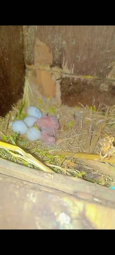 love birds Chick for hand tame