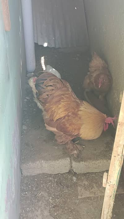 golden and silver buff total 03 pec