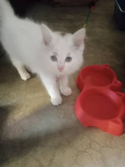 urgent sold krna h latrine train h. video is available.