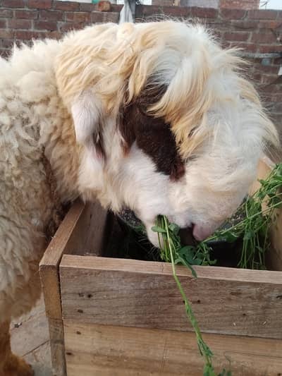 Mundro ka jora havey 8 ghR ka pala Howa sale he 03098287558