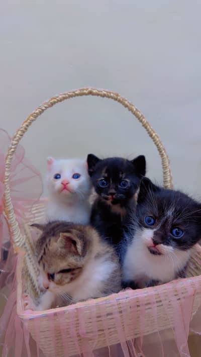 7 weeks old persian 4 kitten availabl . . Female male both