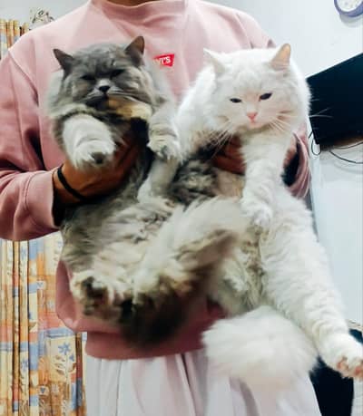 russian cats for sale