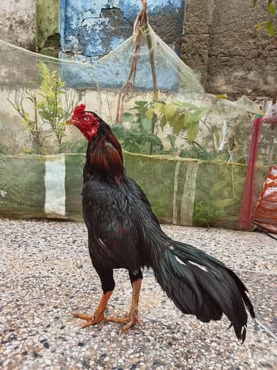 high quality patha for sale