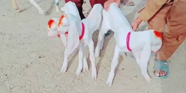 gulabi Bakri for sale 03405796364