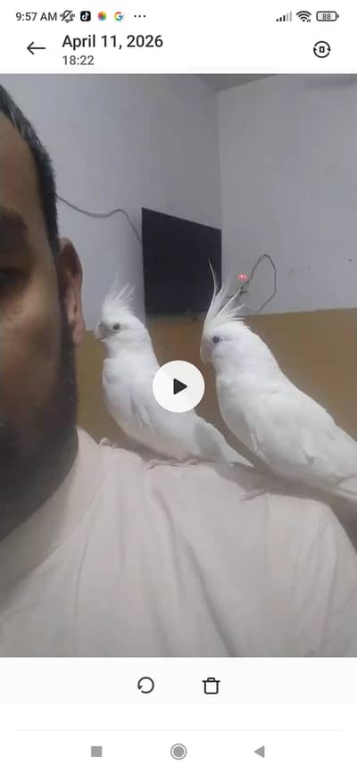 white pair cocktail 13 month age full hand Tam