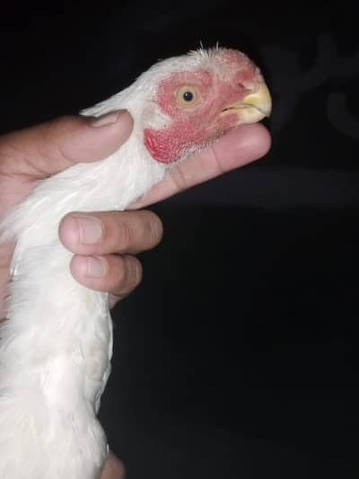 parrot beak aseel for sale  0.3. 2.0 5.0. 9.5. 9.1. 6 only call