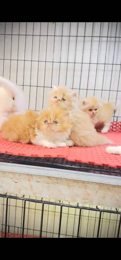 Quality Persian Punch face cat & kitten is 03233614642 WhatsApp