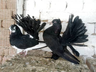Black Lakky Kabootar Fancy Pigeon