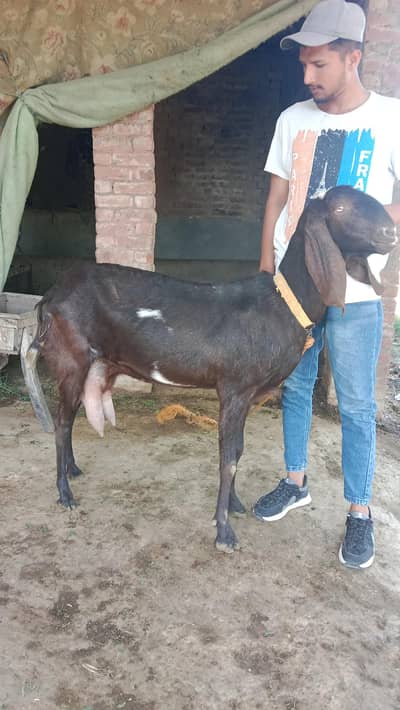 bohat achi nasal ki bakri he