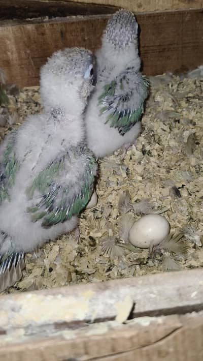 Blue Cinamon / Pineapple Chciks