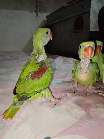 Alexanderian Raw jumbo size chick