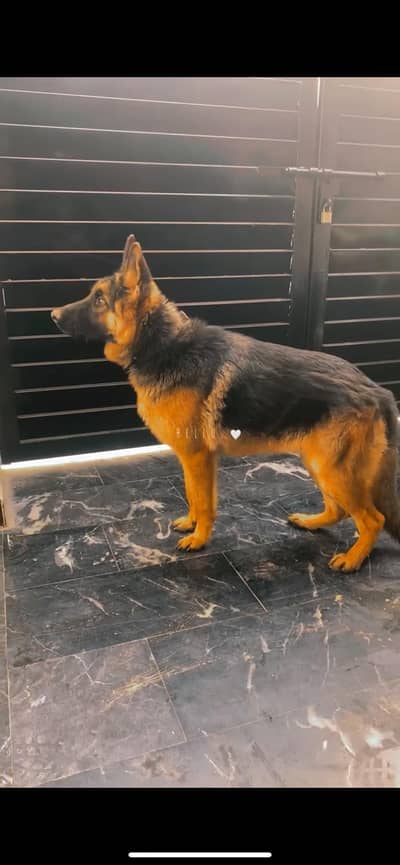 Young German male for sale Contact:0301-0811806