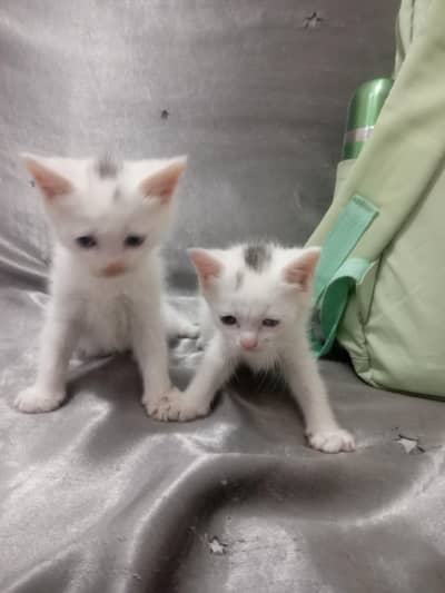 one pair double coated kitten