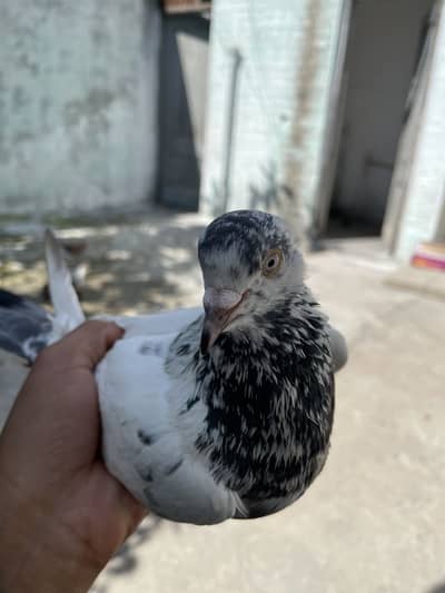 Yea mara pass pair ha