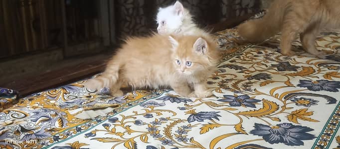 Persian kittens double and triple coated single , pair for sale