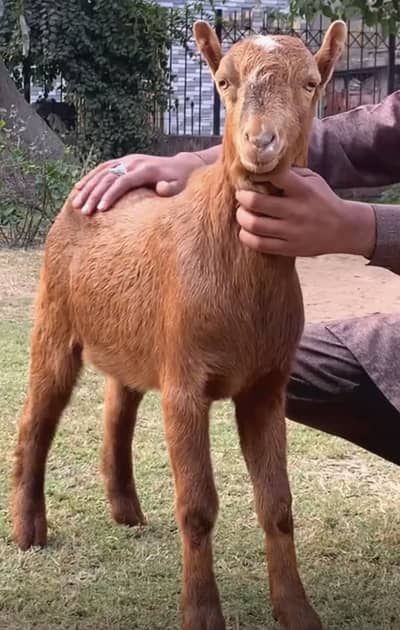 BEST QUALITY TEDDA HEAVY BONE STRUCTURE